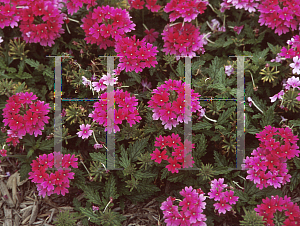 Picture of Verbena  'Jefferson's Rose'