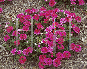 Picture of Verbena  'Jefferson's Rose'