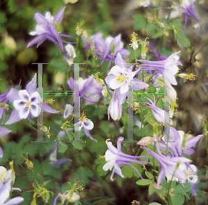 Picture of Aquilegia x hybrida 'Origami Blue and White'