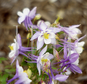 Picture of Aquilegia x hybrida 'Origami Blue and White'