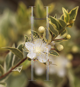 Picture of Myrtus communis 'Variegata'