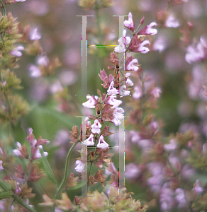 Picture of Salvia officinalis 'Sage Of Bath'