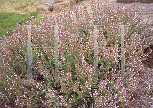 Picture of Salvia officinalis 'Sage Of Bath'