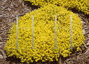 Picture of Sedum grisebachii 