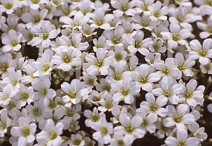 Picture of Saxifraga  'Variegata'