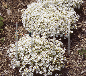 Picture of Saxifraga  'Variegata'