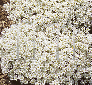 Picture of Saxifraga  'Variegata'