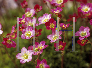 Picture of Saxifraga x arendsii 'Purple Robe'