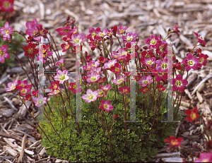 Picture of Saxifraga x arendsii 'Purple Robe'