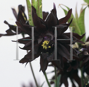 Picture of Aquilegia vulgaris 'Black Barlow'