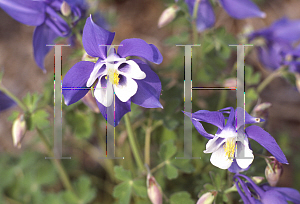 Picture of Aquilegia  'Spring Magic'