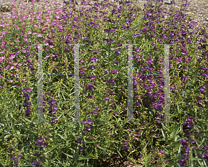 Picture of Penstemon x mexicali 'Pike's Peak Purple'