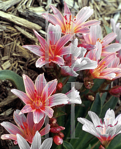 Picture of Lewisia longipetala 'Little Plum'