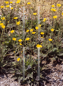 Picture of Hieracium maculatum 'Leopard'