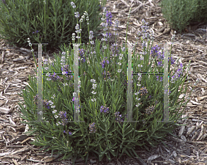 Picture of Lavandula angustifolia 'Lavenite Petite'