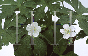 Picture of Geranium maculatum 'White Angel'