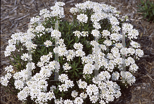 Picture of Iberis sempervirens 'Autumn Beauty'