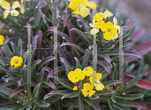 Picture of Erysimum  'Fragrant Sunshine'