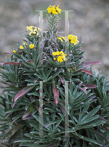 Picture of Erysimum  'Fragrant Sunshine'