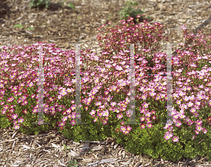 Picture of Saxifraga x arendsii 'Triumph'