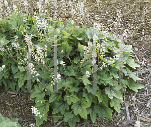 Picture of Tiarella wherryi 'Springwood'