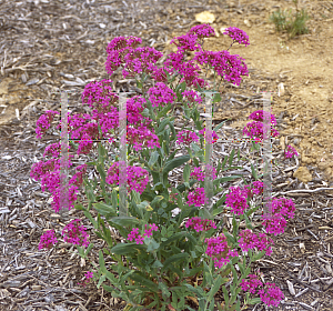 Picture of Silene mexicana 'Hot Stuff'