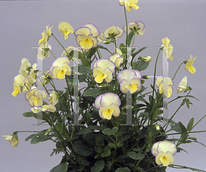 Picture of Viola odorata 'Etain'