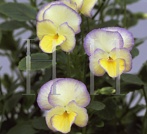 Picture of Viola odorata 'Etain'