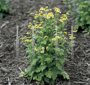 Picture of Tanacetum parthenium 'Aureum'