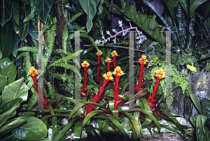 Picture of Guzmania  'Symphonic'