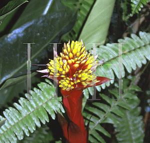 Picture of Guzmania  'Symphonic'