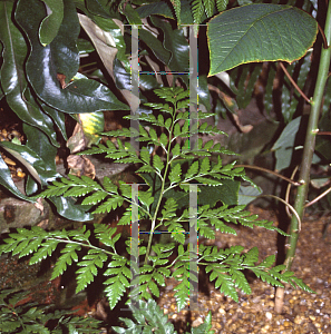 Picture of Rumohra adiantiformis 