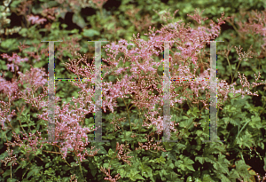 Picture of Filipendula  'Kakome'