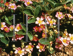 Picture of Fragaria frel 'Pink Panda'