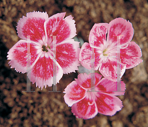 Picture of Dianthus gratianopolitanus 'Pixie'