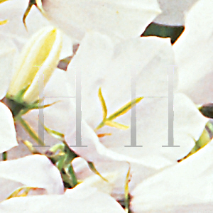 Picture of Campanula carpatica 'White Uniform'
