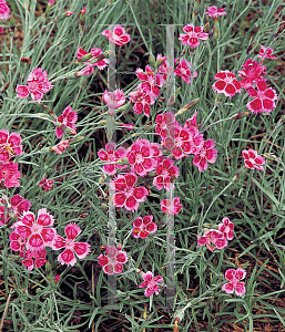 Picture of Dianthus gratianopolitanus 'Pixie'