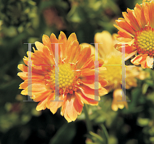 Picture of Gaillardia x grandiflora 'Summer's Kiss'