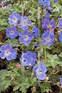 Picture of Geranium  'Rozanne'