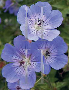 Picture of Geranium  'Rozanne'