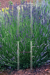 Picture of Lavandula x intermedia 'Provence'