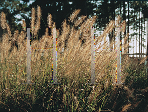 Picture of Pennisetum alopecuroides 'Hamelin'