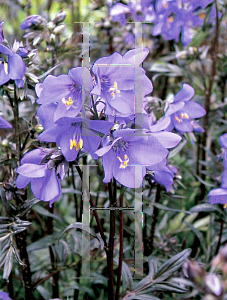 Picture of Polemonium  'Bressingham Purple'