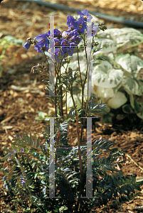 Picture of Polemonium  'Bressingham Purple'