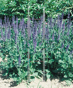 Picture of Salvia nemorosa 'East Friesland'