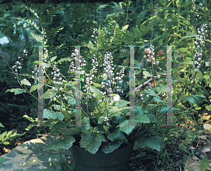 Picture of Tiarella  'Pink Pearls'