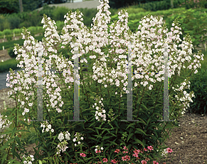 Picture of Phlox maculata 'Flower Power'