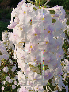 Picture of Phlox maculata 'Flower Power'