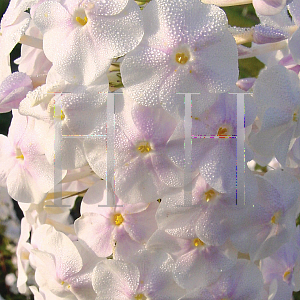 Picture of Phlox maculata 'Flower Power'