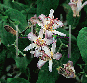 Picture of Tricyrtis x 'Taipei Silk'